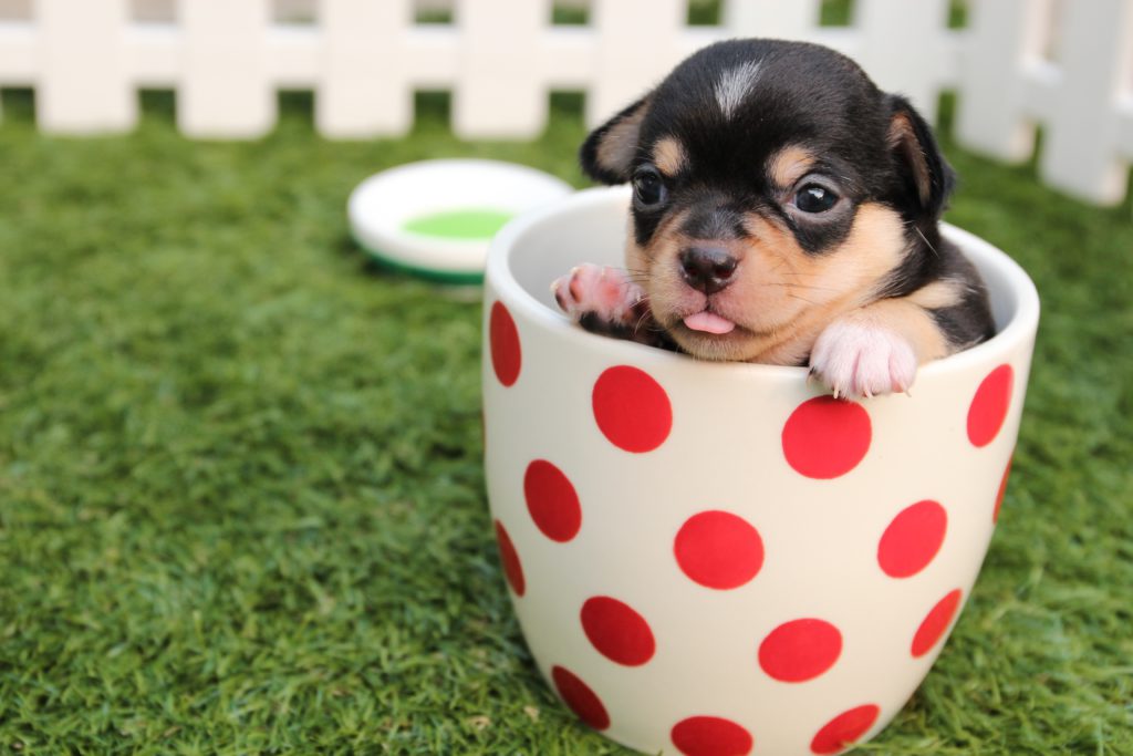 Dog Lover Gift Ideas
