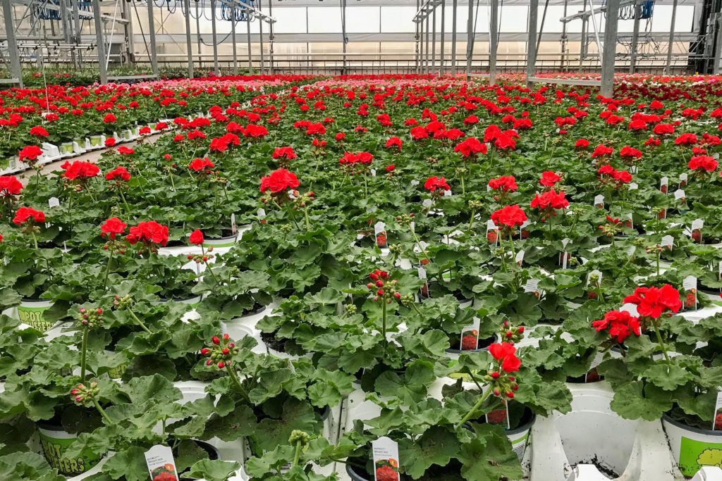 greenhouse growing