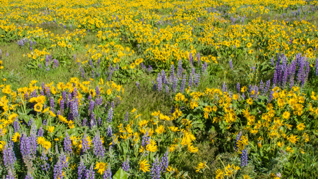 earth-friendly garden tips for you