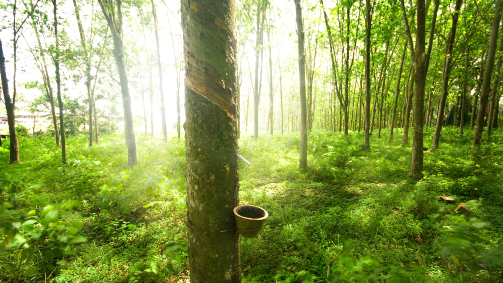 where does rubber come from