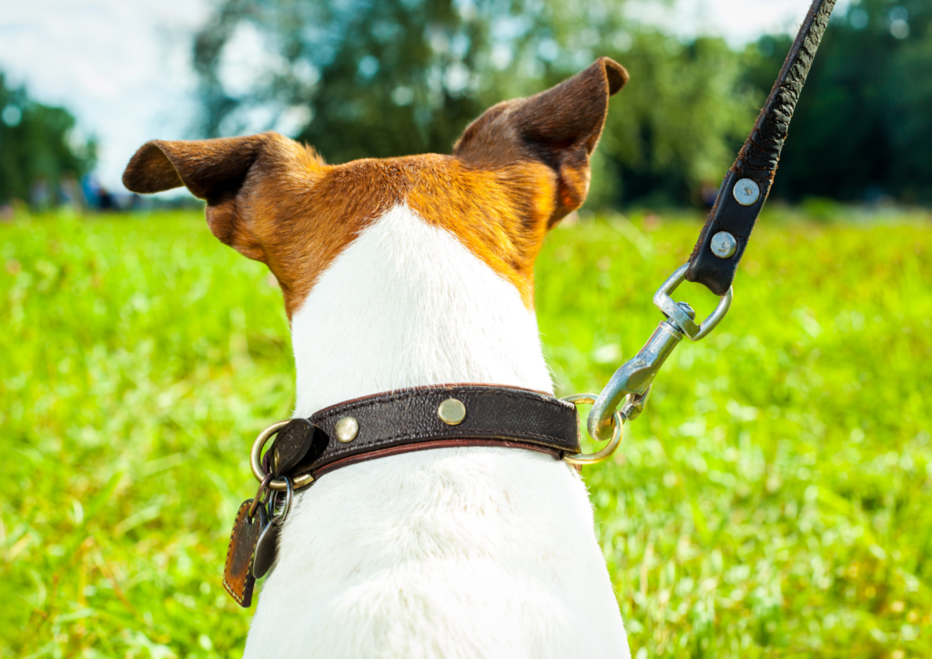 gifts for pets and owners