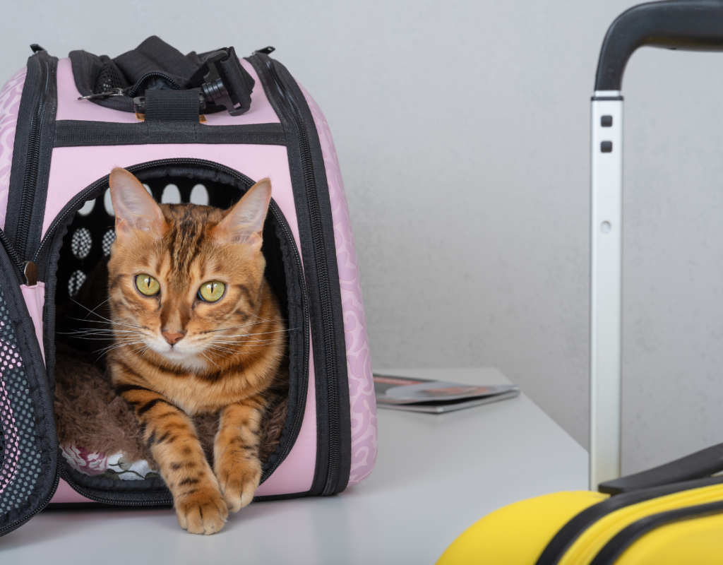 traveling with pets