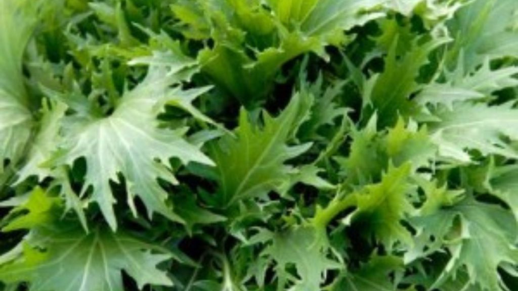 vegetables for your summer garden