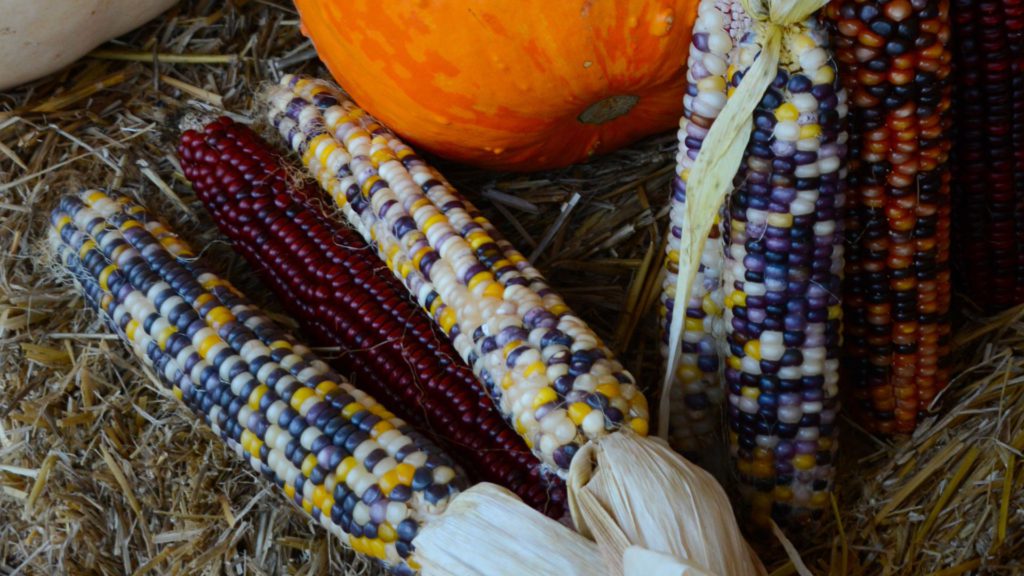 corn on summer garden