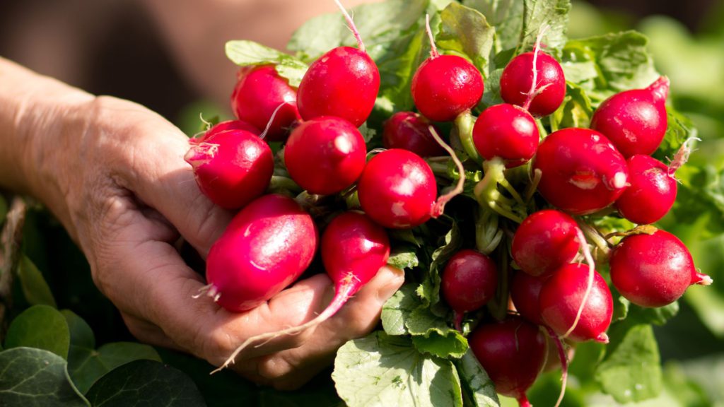 vegetables for your summer garden