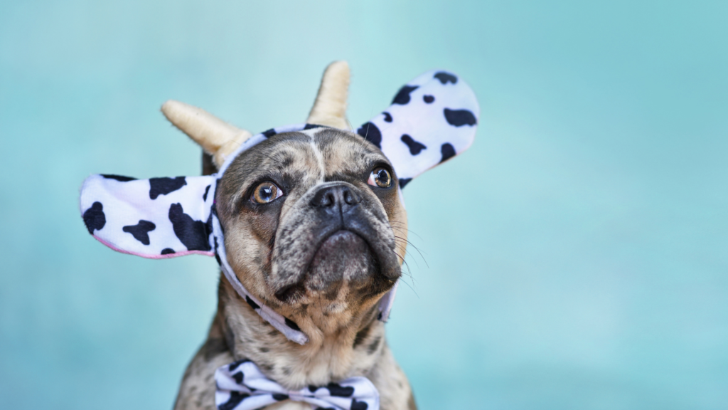 dog Halloween costumes