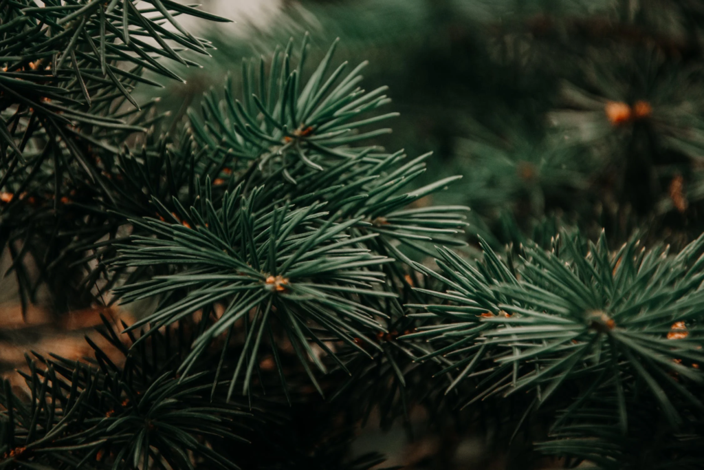 decorating a Christmas Tree
