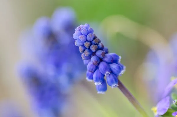 spring flower