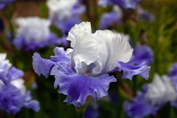 spring flower bulbs