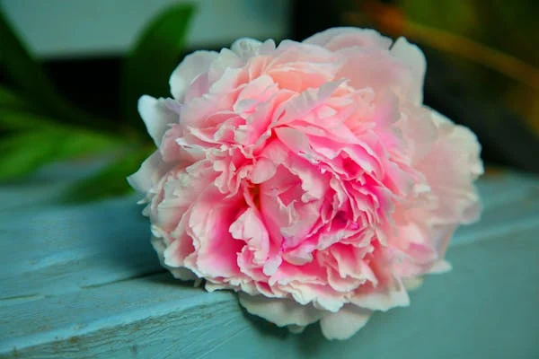 spring flower