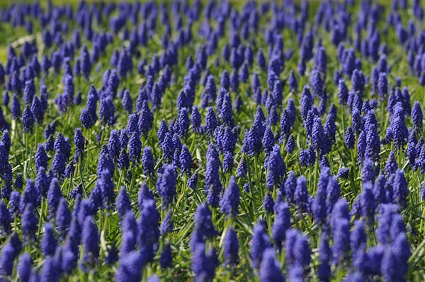best spring flower