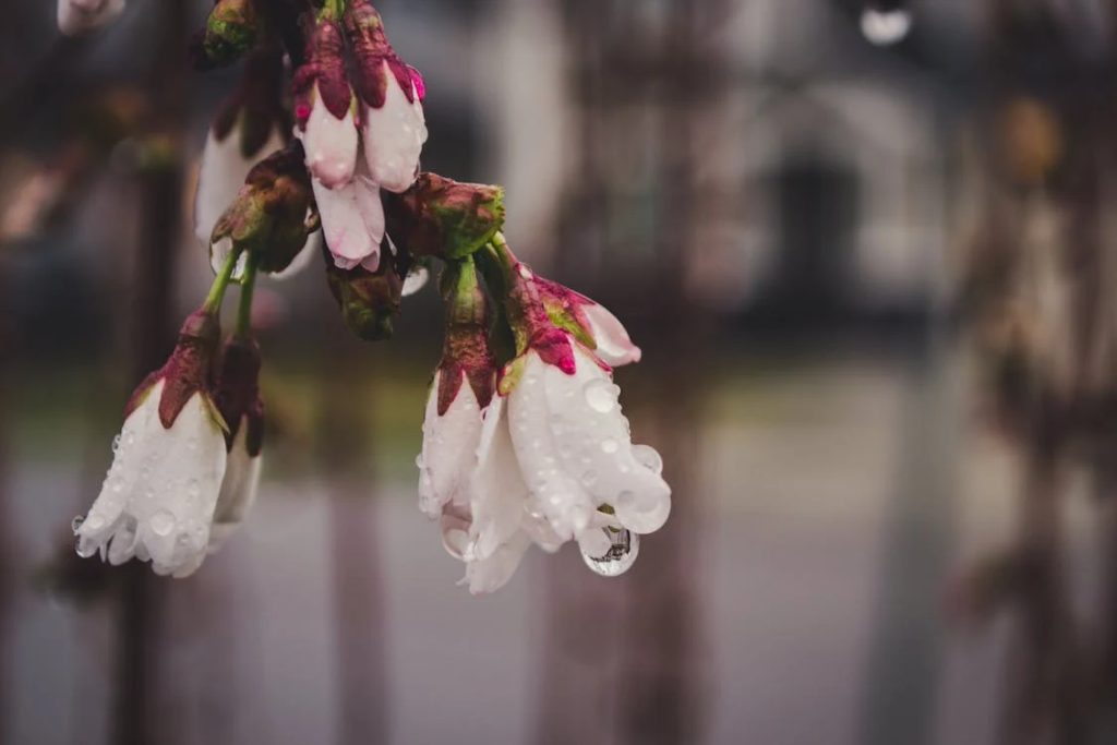 spring flower