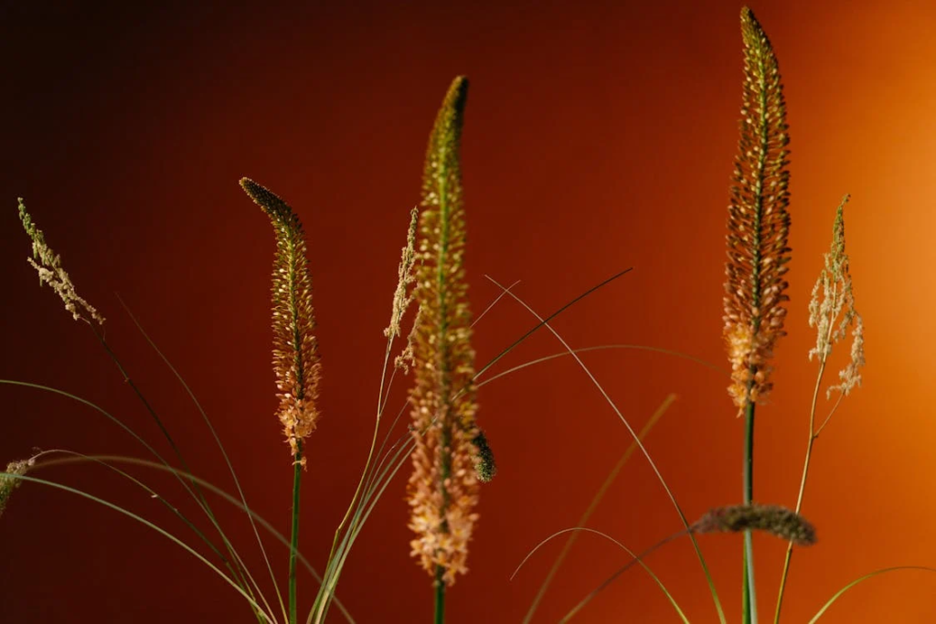 spring flower