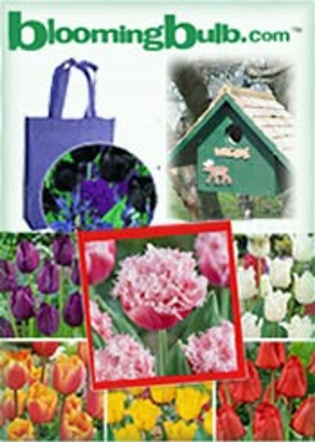 Blooming Bulb Catalog Cover