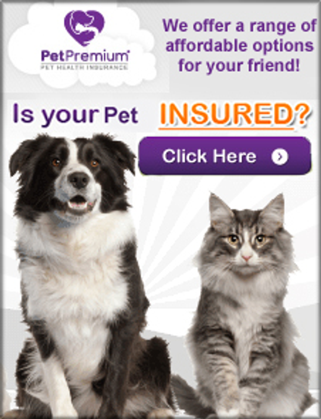 PetPremium Insurance Quote Catalog Cover