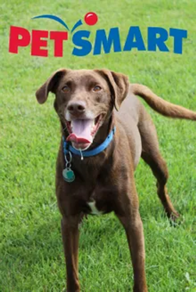 Mail Order Catalogs 2023, Free Pet Supplies Catalogs & Coupon Codes