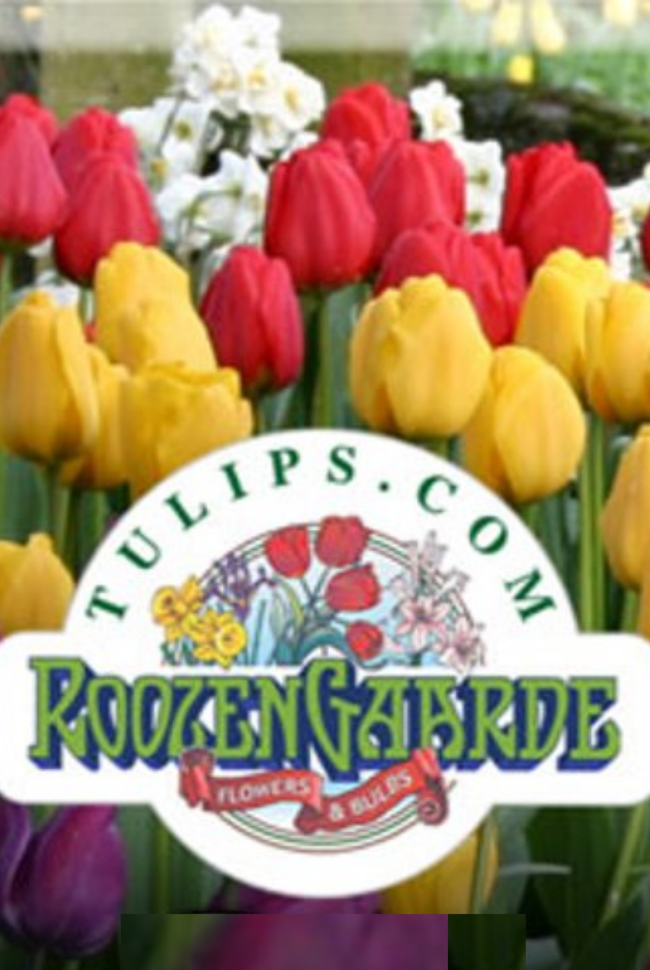 Tulips.com Catalog Cover