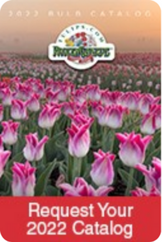 Tulips.com Catalog Cover