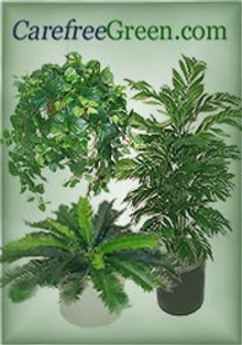 Picture of silk palm trees from CarefreeGreen.com catalog