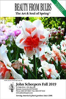Picture of john scheepers from John Scheepers Beauty from Bulbs catalog