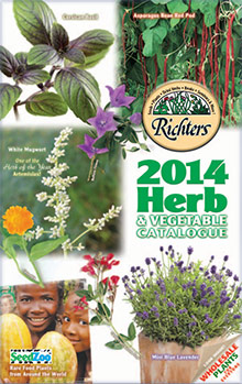 Picture of herb plants for sale from Richters Herbs catalog