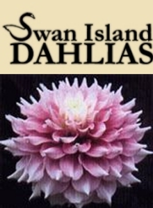 Picture of planting and growing dahlias from Swan Island Dahlias catalog