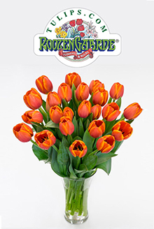 Picture of tulip bulbs from Tulips.com