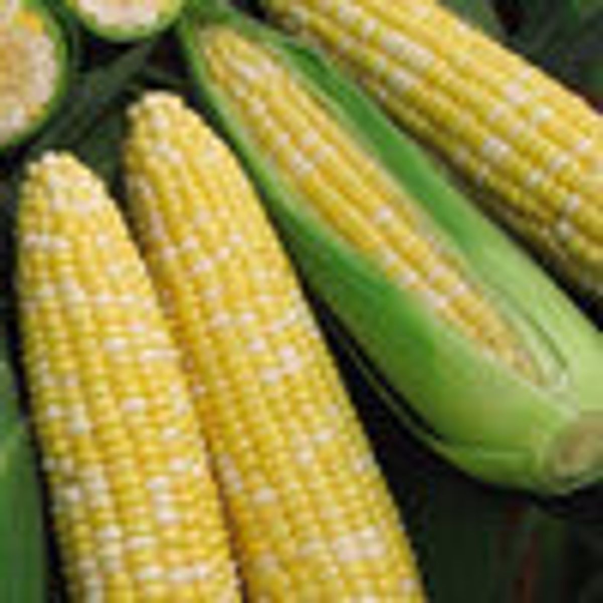 Veseys catalog for organic seed & coupon code