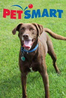 Pet Smart Free Pet Supply Catalog Cover